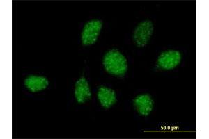 Immunofluorescence of purified MaxPab antibody to ZNF486 on HeLa cell. (ZNF486 Antikörper  (AA 1-216))
