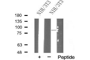 Western blot analysis of HSP90A expression in NIH/3T3 cells (HSP90AA1 Antikörper  (C-Term))