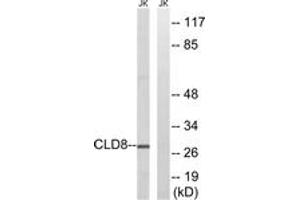 Western blot analysis of extracts from Jurkat cells, using CLDN8 Antibody.