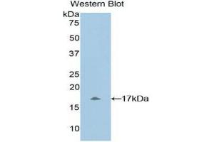 Western Blotting (WB) image for anti-Myosin, Light Chain 1, Alkali, Skeletal, Fast (MYL1) (AA 3-142) antibody (ABIN1859935) (MYL1 Antikörper  (AA 3-142))