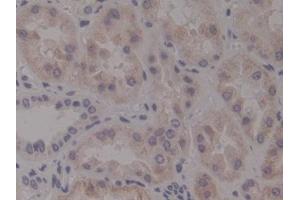 Detection of Ntn4 in Human Kidney Tissue using Polyclonal Antibody to Netrin 4 (Ntn4) (Netrin 4 Antikörper  (AA 349-592))