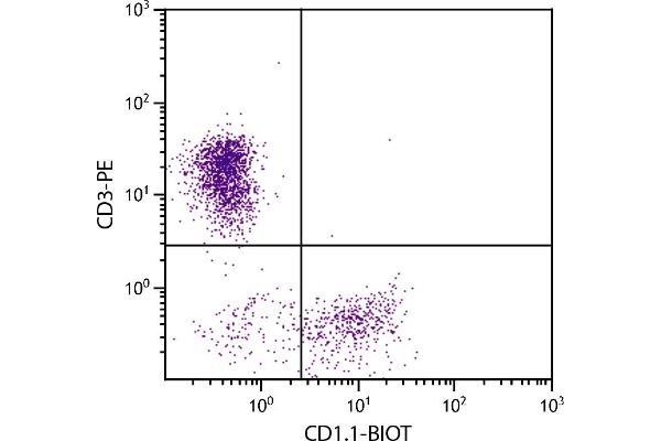 CD1d1 Antikörper  (Biotin)