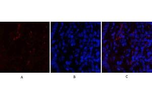 Immunofluorescence analysis of rat lung tissue. (CDK4 Antikörper  (N-Term))