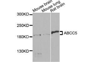 Western blot analysis of extracts of various cell lines, using ABCC5 antibody (ABIN5971551) at 1/1000 dilution. (ABCC5 Antikörper)