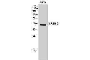 Western Blotting (WB) image for anti-Activating Transcription Factor 4 (Tax-Responsive Enhancer Element B67) (ATF4) (Ser158) antibody (ABIN3174553) (ATF4 Antikörper  (Ser158))