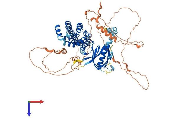 ARHGEF25/GEFT Protein (AA 1-618) (His tag)