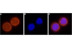 Immunocytochemistry (ICC) image for anti-Potassium Voltage-Gated Channel, Subfamily H (Eag-Related), Member 1 (KCNH1) (AA 802-817), (Intracellular) antibody (ABIN7043542)
