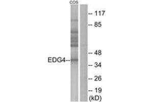 Western blot analysis of extracts from COS7 cells, using EDG4 Antibody.