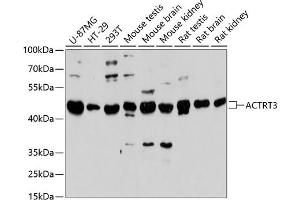 Western blot analysis of extracts of various cell lines, using  antibody (ABIN6131457, ABIN6136501, ABIN6136502 and ABIN6217106) at 1:3000 dilution. (ARPM1 Antikörper  (AA 1-130))