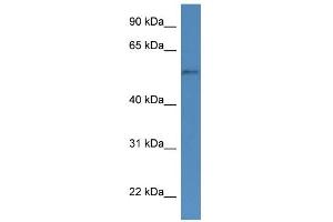 WB Suggested Anti-CYP51A1 Antibody Titration: 0. (CYP51A1 Antikörper  (N-Term))