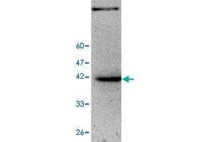 Western blot analysis of HepG2 whole cell lystae with ZSCAN22 monoclonal antibody, clone 19  at 1:1000 dilution.