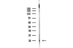 anti-Leukotriene C4 Synthase (LTC4S) antibody