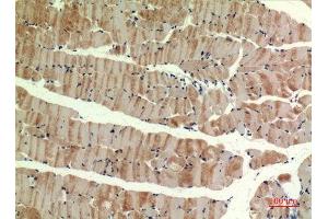 Immunohistochemistry (IHC) analysis of paraffin-embedded Mouse Muscle, antibody was diluted at 1:100. (MUTYH Antikörper  (pan))
