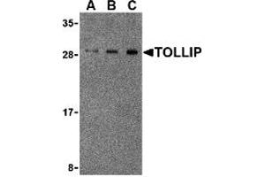 Western Blotting (WB) image for anti-Toll Interacting Protein (TOLLIP) (Middle Region) antibody (ABIN1031139) (TOLLIP Antikörper  (Middle Region))
