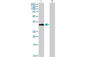 Western Blot analysis of FGL1 expression in transfected 293T cell line by FGL1 MaxPab polyclonal antibody. (FGL1 Antikörper  (AA 1-312))