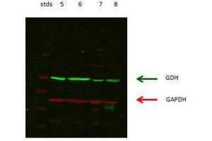 lanes 5: rat kidney cordex   lanes 6: rat kidney proximal tubules prepped from cortex   lanes 7: LLCPK-F+ pig kidney proximal tubule tissue culture lysate   lanes 8: rat brain supernatant (GLUD1 Antikörper  (N-Term))