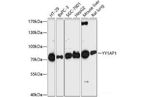 Western blot analysis of extracts of various cell lines using YY1AP1 Polyclonal Antibody at dilution of 1:3000. (YY1AP1 Antikörper)