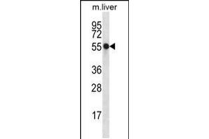 Western blot analysis in mouse liver tissue lysates (35ug/lane). (NXN Antikörper  (AA 221-249))