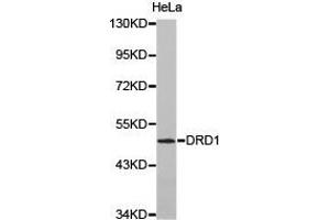 Western Blotting (WB) image for anti-Dopamine Receptor D1 (DRD1) antibody (ABIN1872351) (Dopamine Receptor d1 Antikörper)