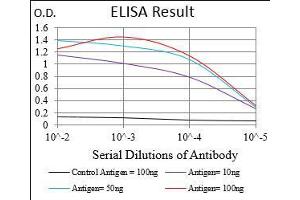 Black line: Control Antigen (100 ng), Purple line: Antigen(10 ng), Blue line: Antigen (50 ng), Red line: Antigen (100 ng), (CD73 Antikörper  (AA 30-250))