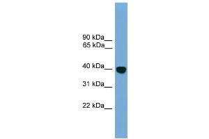 WB Suggested Anti-Klf2 Antibody Titration: 0.