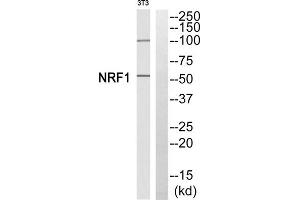 Western blot analysis of extracts from 3T3 cells, using NFE2L1 antibody. (NFE2L1 Antikörper  (Internal Region))