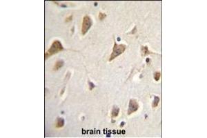 ZMYND10 Antibody (Center) (ABIN656033 and ABIN2845406) immunohistochemistry analysis in formalin fixed and paraffin embedded human brain tissue followed by peroxidase conjugation of the secondary antibody and DAB staining. (ZMYND10 Antikörper  (AA 321-348))