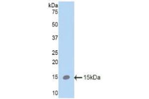 Western blot analysis of recombinant Mouse SPC. (Surfactant Protein C Antikörper  (AA 94-193))