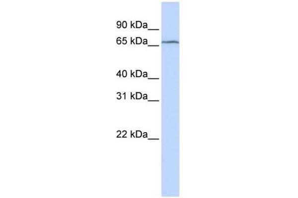 TRMT5 Antikörper  (Middle Region)
