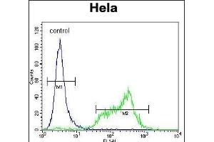 SRPK1 Antibody (N-term) (ABIN391794 and ABIN2841649) flow cytometric analysis of Hela cells (right histogram) compared to a negative control cell (left histogram). (SRPK1 Antikörper  (N-Term))