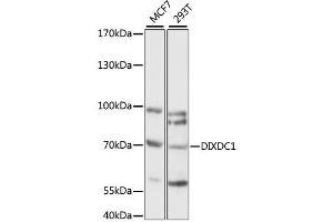 Western blot analysis of extracts of various cell lines, using DIXDC1 antibody (ABIN6292523) at 1:1000 dilution. (DIXDC1 Antikörper)