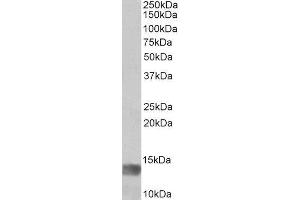 ABIN2563860 (1µg/ml) staining of Human Glioma lysate (35µg protein in RIPA buffer). (MIA Antikörper  (Internal Region))