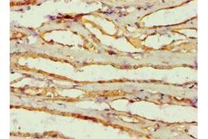 Immunohistochemistry of paraffin-embedded human kidney tissue using ABIN7143846 at dilution of 1:100 (AMY2B Antikörper  (AA 16-320))