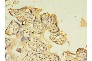 Immunohistochemistry of paraffin-embedded human placenta tissue using ABIN7161713 at dilution of 1:100
