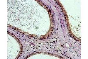 Expression of BRS3 in rat testesImmunohistochemical staining of paraffin embedded rat testes section using Anti-Bombesin Receptor 3 (extracellular) Antibody (ABIN7042966 and ABIN7043938), (1:50).