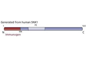 Image no. 3 for anti-Sorting Nexin 1 (SNX1) (AA 1-108) antibody (ABIN968558)