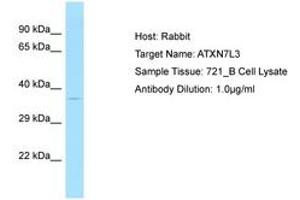 Image no. 1 for anti-Ataxin 7-Like 3 (ATXN7L3) (AA 126-175) antibody (ABIN6750086) (ATXN7L3 Antikörper  (AA 126-175))