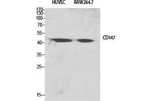 Western Blot (WB) analysis of specific cells using EMMPRIN Polyclonal Antibody. (CD147 Antikörper  (C-Term))