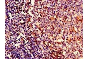 Immunocytochemistry analysis of human tonsil tissue using ABIN7151715 at dilution of 1:100 (ybeY Antikörper  (AA 54-167))