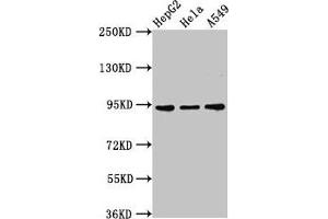 Western Blot Positive WB detected in: HepG2 whole cell lysate, Hela whole cell lysate, A549 whole cell lysate All lanes: CHD1L antibody at 3 μg/mL Secondary Goat polyclonal to rabbit IgG at 1/50000 dilution Predicted band size: 101, 91, 78, 89, 70 kDa Observed band size: 91 kDa (CHD1L Antikörper  (AA 704-897))