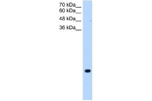 TMEM75 antibody used at 0. (TMEM75 Antikörper  (C-Term))