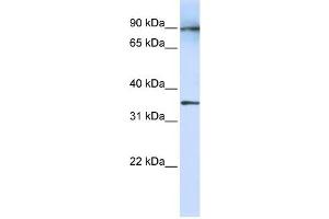 LRRC59 antibody used at 1 ug/ml to detect target protein. (LRRC59 Antikörper  (N-Term))