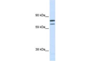 Western Blotting (WB) image for anti-Zinc Finger Protein, Multitype 1 (ZFPM1) antibody (ABIN2461458) (ZFPM1 Antikörper)