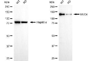 Western blotting analysis using MUC4 antibody (ABIN7799489). (Rekombinanter MUC4 Antikörper)