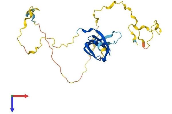 SNRPN Protein (AA 1-240) (His tag)