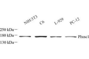 Western blot analysis of Plxnc1 (ABIN7075109)at dilution of 1: 1000 (Plexin C1 Antikörper)