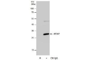 IP Image Immunoprecipitation of MTAP protein from HeLa whole cell extracts using 5 μg of MTAP antibody [N1C3], Western blot analysis was performed using MTAP antibody [N1C3], EasyBlot anti-Rabbit IgG  was used as a secondary reagent. (MTAP Antikörper)