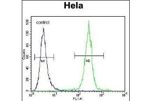 COCH Antibody (Center) (ABIN656833 and ABIN2846042) flow cytometric analysis of Hela cells (right histogram) compared to a negative control cell (left histogram). (COCH Antikörper  (AA 399-428))
