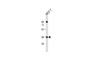 Anti-CXXC5 Antibody (N-Term) at 1:2000 dilution + MCF-7 whole cell lysate Lysates/proteins at 20 μg per lane. (CXXC5 Antikörper  (AA 47-80))