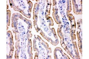 IHC(F) staining of rat intestine tissue (JUP Antikörper  (AA 556-745))